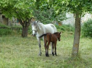 ferme équestre à Montmorin Valdoule