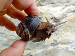 Escargot